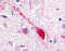 G Protein-Coupled Receptor 85 antibody, TA340906, Origene, Immunohistochemistry frozen image 