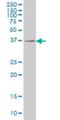 RAB36, Member RAS Oncogene Family antibody, H00009609-M01, Novus Biologicals, Western Blot image 