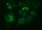 Methylmalonyl-CoA Mutase antibody, LS-C338235, Lifespan Biosciences, Immunofluorescence image 