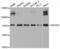 Enhancer of filamentation 1 antibody, MBS128595, MyBioSource, Western Blot image 