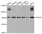 Neural Precursor Cell Expressed, Developmentally Down-Regulated 9 antibody, MBS128595, MyBioSource, Western Blot image 