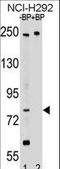 Amyloid Beta Precursor Like Protein 2 antibody, LS-C159098, Lifespan Biosciences, Western Blot image 