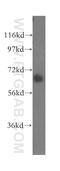 SEC24 Homolog A, COPII Coat Complex Component antibody, 15958-1-AP, Proteintech Group, Western Blot image 