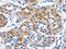 Gap Junction Protein Beta 3 antibody, CSB-PA093051, Cusabio, Immunohistochemistry paraffin image 