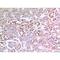 X-Ray Repair Cross Complementing 6 antibody, LS-C387098, Lifespan Biosciences, Immunohistochemistry frozen image 