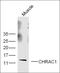 Centromere Protein I antibody, orb182528, Biorbyt, Western Blot image 