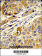 Microtubule-associated serine/threonine-protein kinase-like antibody, 62-686, ProSci, Immunohistochemistry paraffin image 