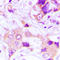 Trafficking Protein Particle Complex 3 antibody, LS-C368544, Lifespan Biosciences, Immunohistochemistry frozen image 