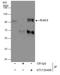 ElaC Ribonuclease Z 2 antibody, GTX130499, GeneTex, Immunoprecipitation image 