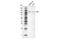 Janus Kinase 3 antibody, 12542S, Cell Signaling Technology, Western Blot image 