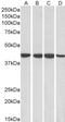 Ribonucleic Acid Export 1 antibody, LS-B4325, Lifespan Biosciences, Western Blot image 