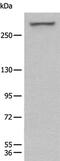 WD Repeat And FYVE Domain Containing 3 antibody, PA5-68443, Invitrogen Antibodies, Western Blot image 