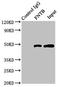 Farnesyltransferase, CAAX Box, Beta antibody, LS-C395707, Lifespan Biosciences, Immunoprecipitation image 