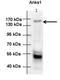 Ankyrin Repeat And Sterile Alpha Motif Domain Containing 1A antibody, orb325968, Biorbyt, Western Blot image 