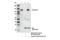 Cadherin 6 antibody, 48111S, Cell Signaling Technology, Immunoprecipitation image 
