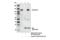 Cadherin-6 antibody, 48111S, Cell Signaling Technology, Immunoprecipitation image 