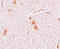 Shisa Family Member 9 antibody, 6057, ProSci, Immunohistochemistry frozen image 