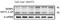 Matrix Metallopeptidase 1 antibody, 10371-2-AP, Proteintech Group, Western Blot image 