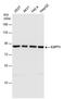 G1 To S Phase Transition 1 antibody, PA5-28256, Invitrogen Antibodies, Western Blot image 