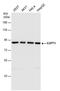 G1 To S Phase Transition 1 antibody, PA5-28256, Invitrogen Antibodies, Western Blot image 