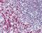 BCL2 Associated Transcription Factor 1 antibody, NBP2-24859, Novus Biologicals, Immunohistochemistry frozen image 