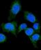 Secreted frizzled-related protein 1 antibody, A01968-2, Boster Biological Technology, Immunofluorescence image 