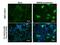 Bone Morphogenetic Protein 8b antibody, NBP2-43677, Novus Biologicals, Immunocytochemistry image 