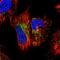 GTP Binding Protein 3, Mitochondrial antibody, HPA042158, Atlas Antibodies, Immunocytochemistry image 