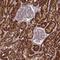 NADH:Ubiquinone Oxidoreductase Subunit A9 antibody, NBP2-13646, Novus Biologicals, Immunohistochemistry frozen image 