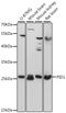 Phosphotyrosine Interaction Domain Containing 1 antibody, A07451, Boster Biological Technology, Western Blot image 