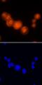 Programmed Cell Death 4 antibody, MAB7019, R&D Systems, Immunofluorescence image 