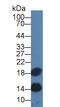 Cystatin C antibody, abx131844, Abbexa, Western Blot image 