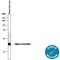 Crystallin Alpha A antibody, AF4848, R&D Systems, Western Blot image 