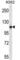 Pleckstrin Homology And RUN Domain Containing M1 antibody, abx027171, Abbexa, Western Blot image 