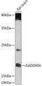 Growth Arrest And DNA Damage Inducible Alpha antibody, 16-952, ProSci, Western Blot image 