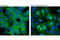 Ribosomal Protein S6 Kinase A3 antibody, 5528S, Cell Signaling Technology, Immunofluorescence image 