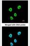 SET Nuclear Proto-Oncogene antibody, PA5-21756, Invitrogen Antibodies, Immunofluorescence image 