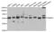 Thioredoxin reductase 2, mitochondrial antibody, abx004207, Abbexa, Western Blot image 