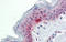 IKAROS Family Zinc Finger 4 antibody, orb330063, Biorbyt, Immunohistochemistry paraffin image 