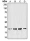 Eukaryotic Translation Elongation Factor 1 Beta 2 antibody, orb213871, Biorbyt, Western Blot image 