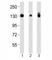 Integrin Subunit Alpha 3 antibody, F53345-0.4ML, NSJ Bioreagents, Western Blot image 