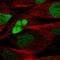 Transcription factor SOX-8 antibody, HPA058665, Atlas Antibodies, Immunofluorescence image 