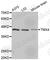 Thioredoxin Related Transmembrane Protein 4 antibody, A3466, ABclonal Technology, Western Blot image 