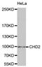 Chromodomain Helicase DNA Binding Protein 2 antibody, MBS2524723, MyBioSource, Western Blot image 