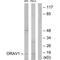 LTO1 Maturation Factor Of ABCE1 antibody, PA5-49859, Invitrogen Antibodies, Western Blot image 