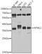 Nth Like DNA Glycosylase 1 antibody, A6820, ABclonal Technology, Western Blot image 