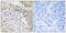 RNA Binding Motif Protein 34 antibody, GTX87094, GeneTex, Immunohistochemistry paraffin image 