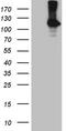 Receptor Tyrosine Kinase Like Orphan Receptor 2 antibody, CF810020, Origene, Western Blot image 