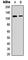 Protein Phosphatase 2 Phosphatase Activator antibody, abx133003, Abbexa, Western Blot image 