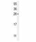 Fibroblast Growth Factor 2 antibody, F49343-0.4ML, NSJ Bioreagents, Western Blot image 